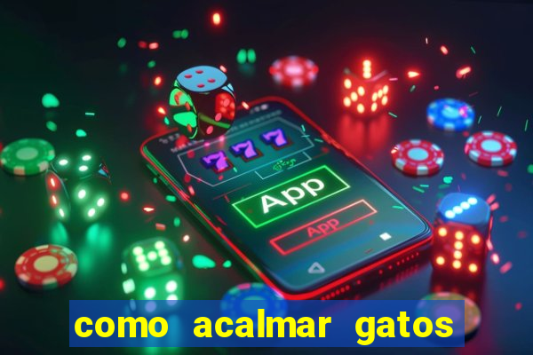 como acalmar gatos agitados a noite